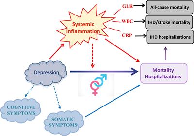 Role of leukocytes, gender, and symptom domains in the influence of depression on hospitalization and mortality risk: Findings from the Moli-sani study